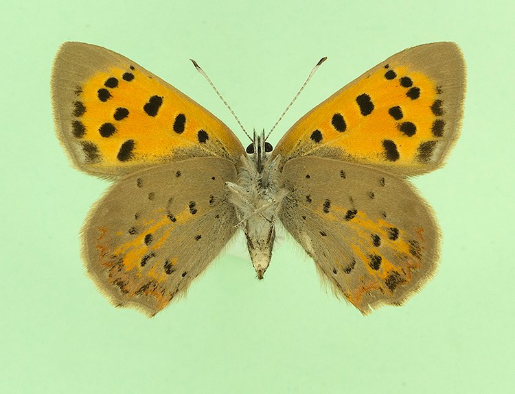 Lycaena phlaeas (aberrant homeosis, verso) [Internet image property of respective owner, non commercial use only]